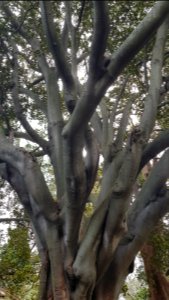 Cape Town - Company's Garden (2)