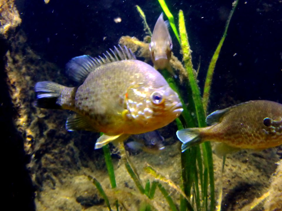 Carassius-carassius-2
