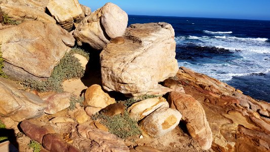 Cape Town - Cape of Good Hope dassies photo