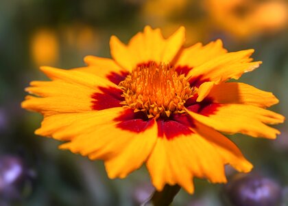 Yellow red cosmos bipinnatus