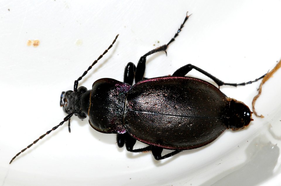 Carabus-nemoralis-03-fws