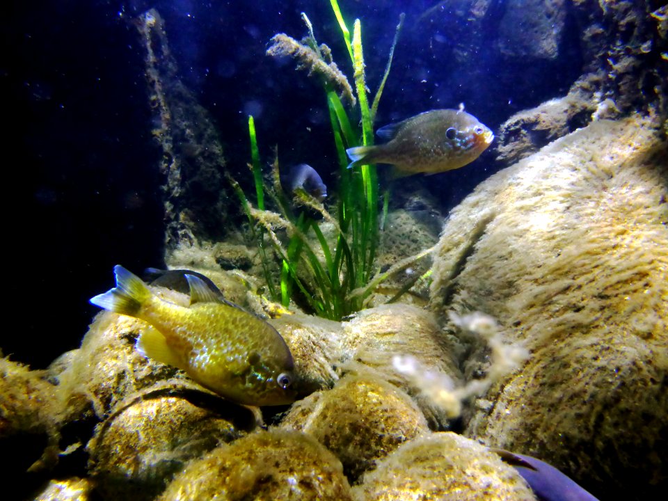 Carassius-carassius-3