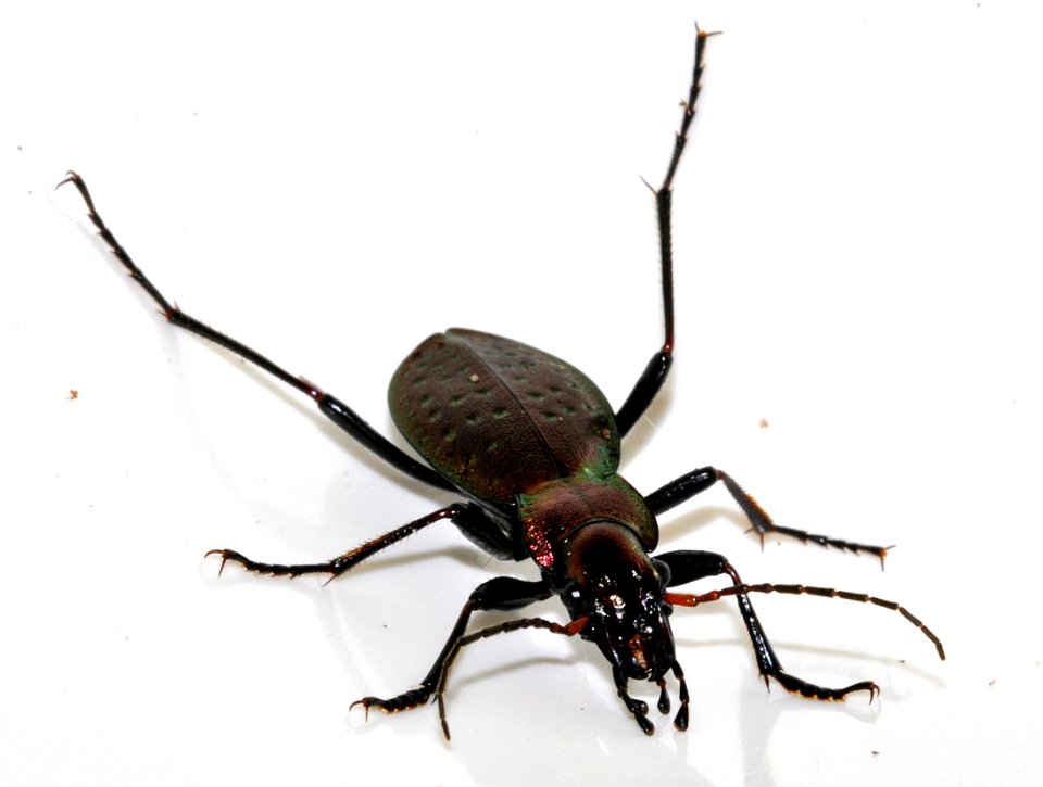 Carabus-irregularis-09-fws