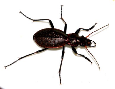 Carabus-irregularis-05-fws