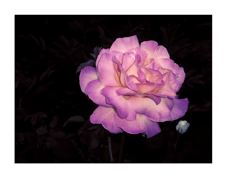 Rose texture vintage
