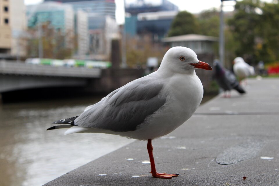 Gull nature white