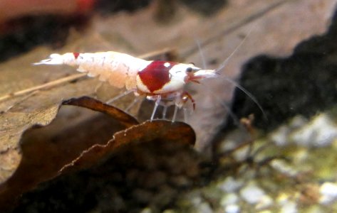 Caridina logemanni Red Bee (2)