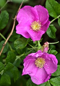 Nature macro rose petals