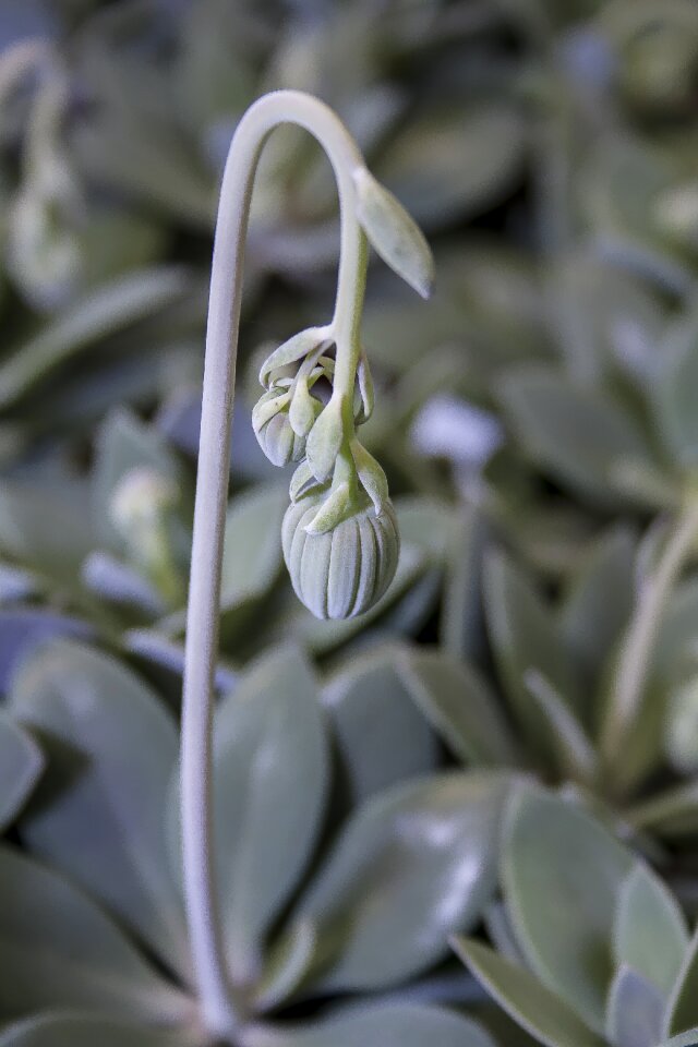 Silver grey leaves succulent