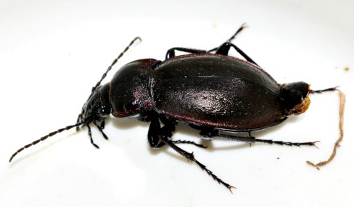 Carabus-nemoralis-04-fws
