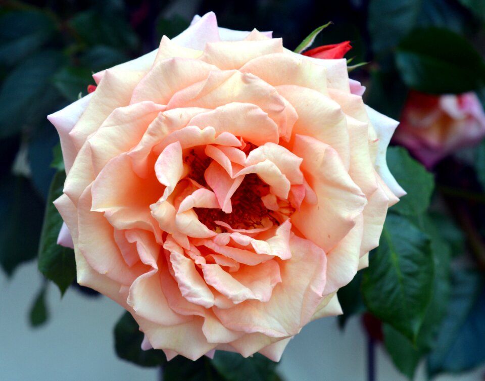 Bloom blossom bloom