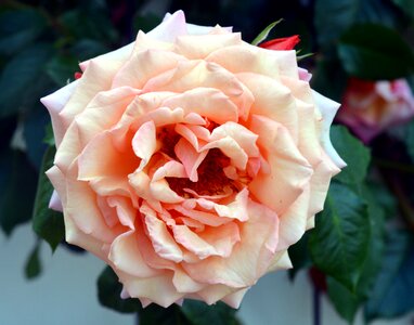 Bloom blossom bloom