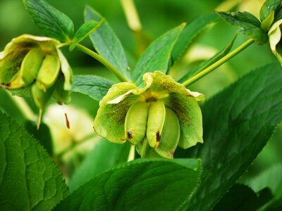 Euphorbia fresh flower photo