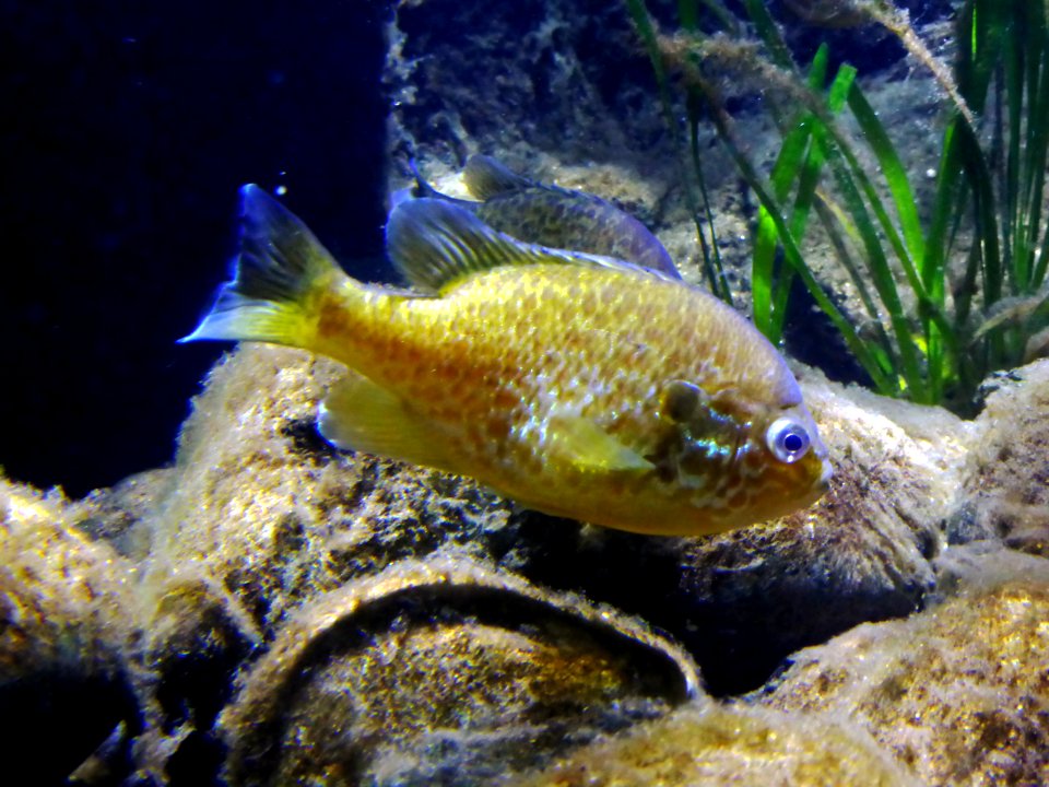 Carassius-carassius-1
