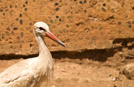 Africa morocco white stork