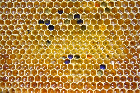 Hexagon honeycomb cell