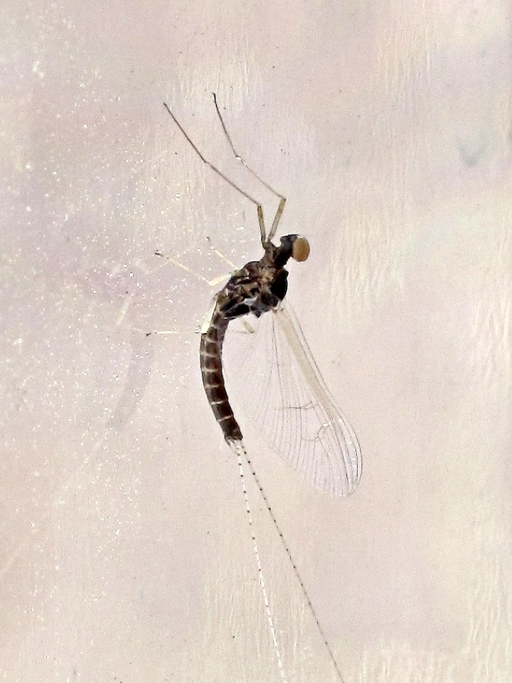 Cloeon dipterum (Mayfly sp.), Arnhem, the Netherlands