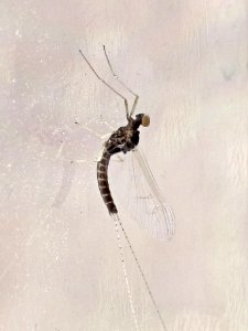 Cloeon dipterum (Mayfly sp.), Arnhem, the Netherlands