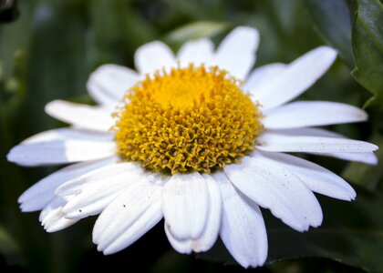 Nature plant blossom