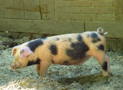 Clp Bentheimer Schwein