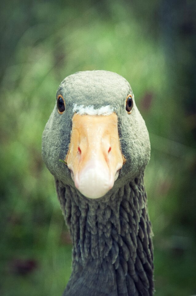 Goose bird poultry photo