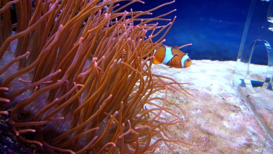Clownfisch mit Seeanemone