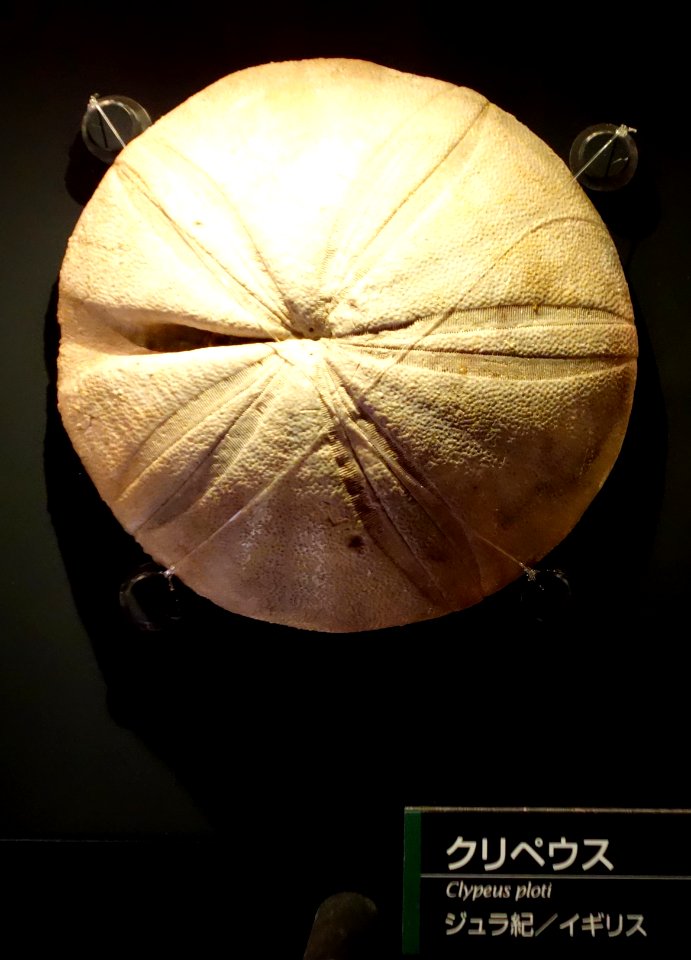 Clypeus ploti - National Museum of Nature and Science, Tokyo - DSC07679