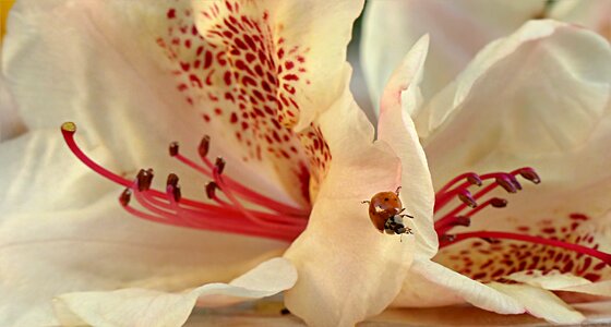 Rhododendron ericaceae insect