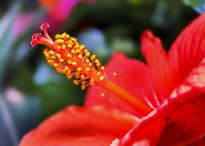 Summer flower mallow photo