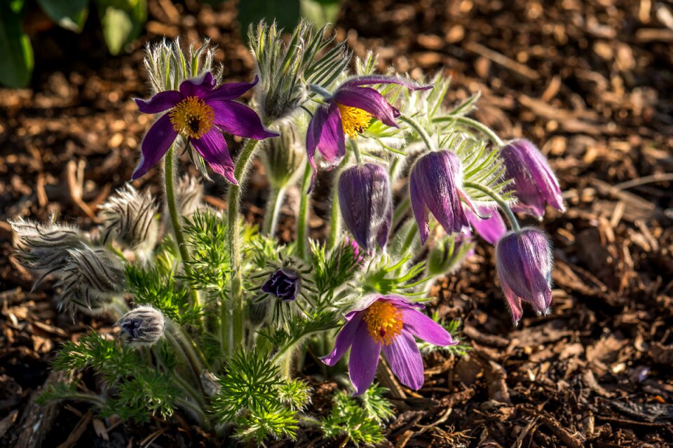 Pulsatilla vulgaris spring flower plant