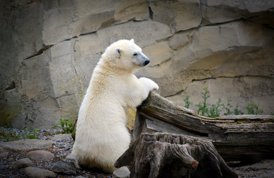 Young polar bear child bear