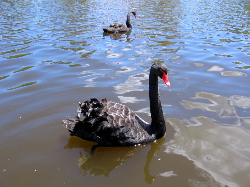 Close up of Black swan