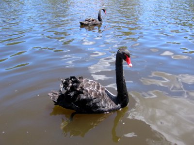 Close up of Black swan