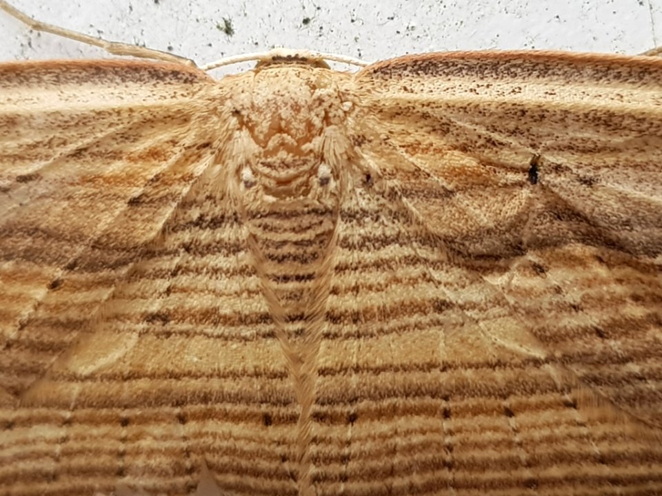 Close up of cabbage tree moth