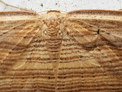 Close up of cabbage tree moth
