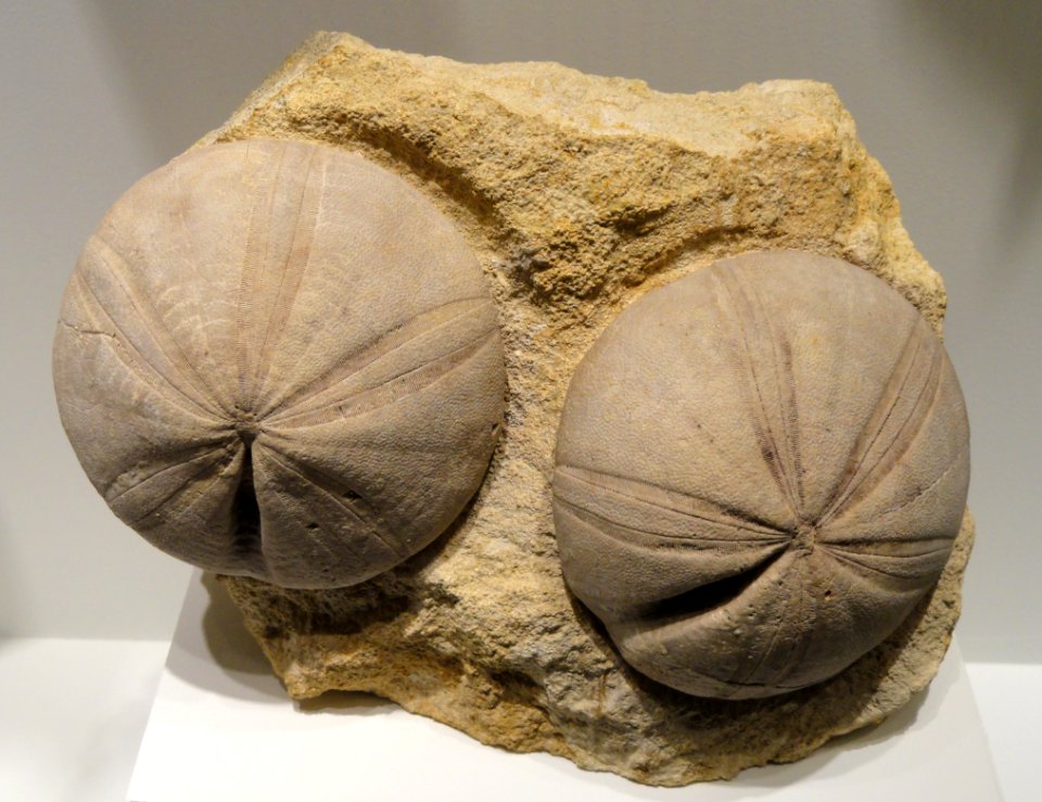 Clypeus plotti, echinoid, Middle Jurassic, Gloucester, Gloucestershire, England - Houston Museum of Natural Science - DSC01800