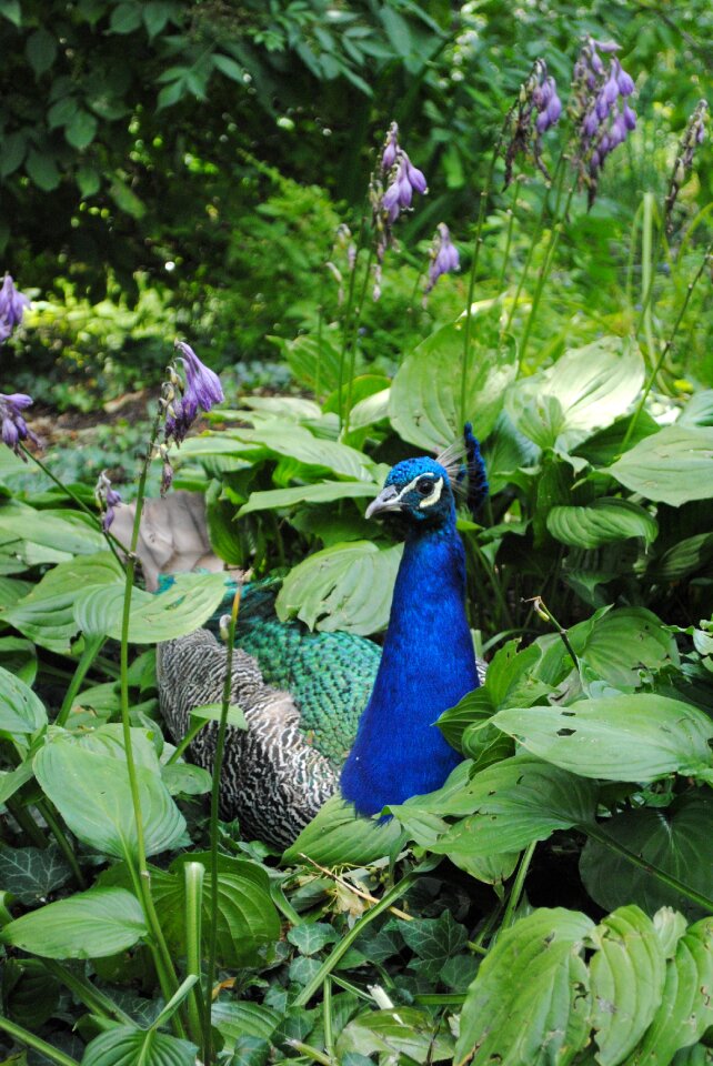 Peacock green bells
