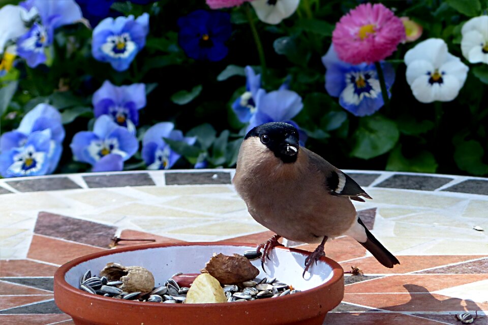 Pyrrhula female foraging