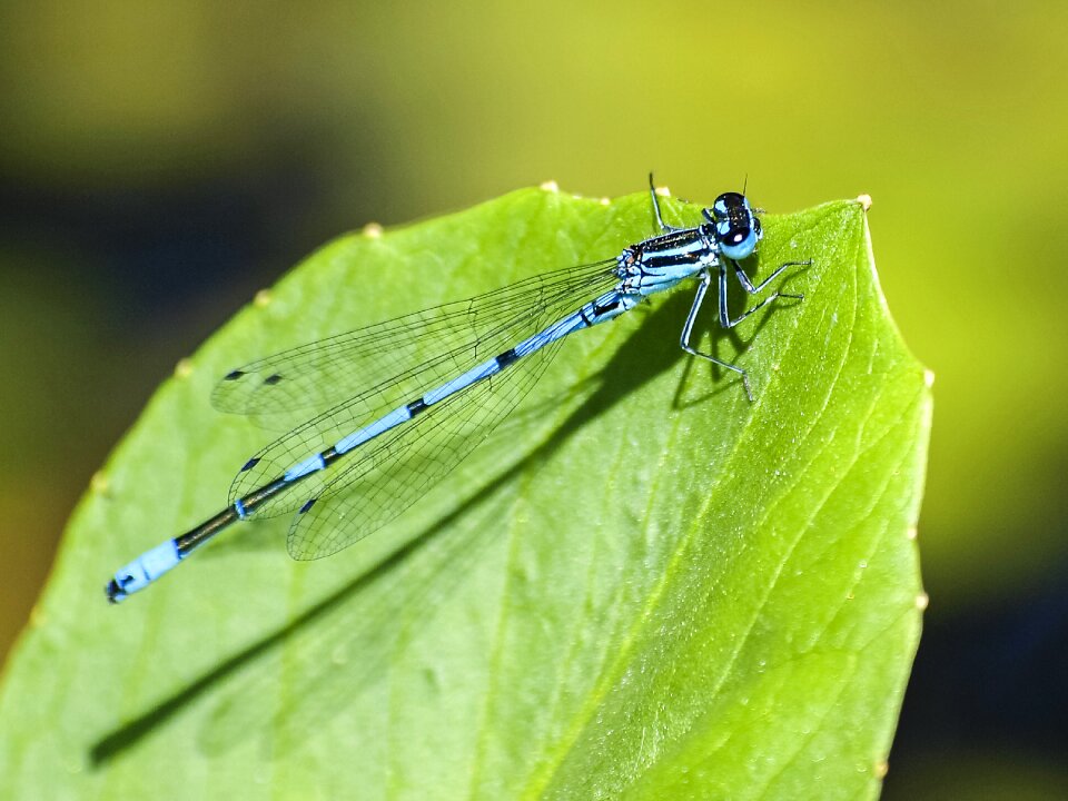 Nature animal leaf