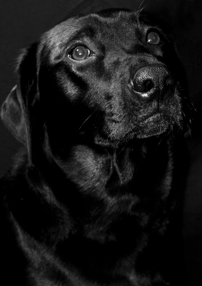 Animal pet retriever
