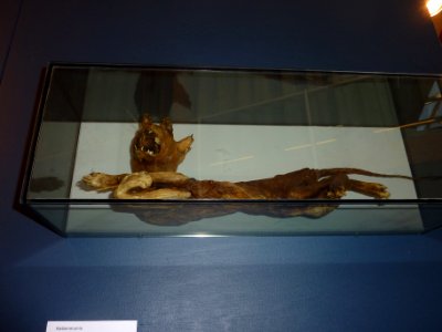 Cloppenburg Katzenmumie