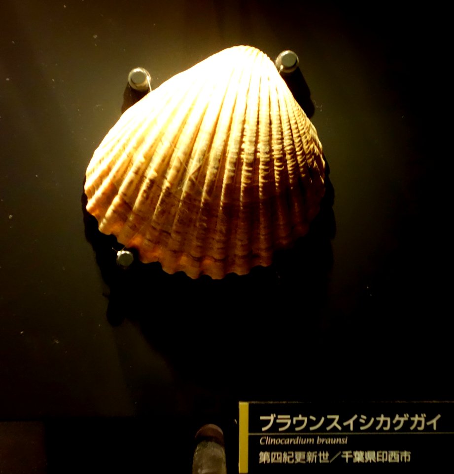 Clinocardium braunsi - National Museum of Nature and Science, Tokyo - DSC07683