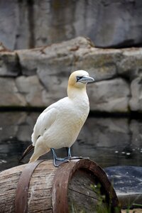 Animal white water bird
