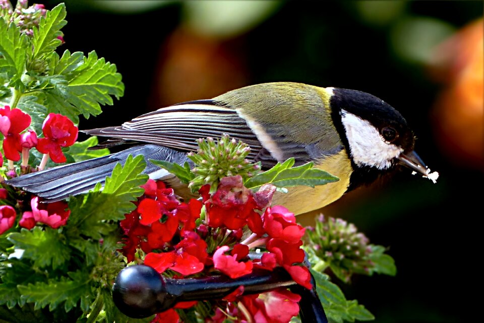 Parus major garden foraging