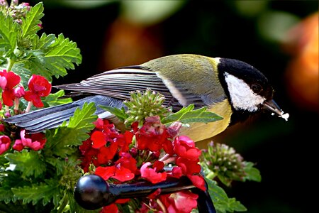 Parus major garden foraging