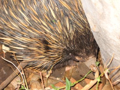 Close up of Echidna