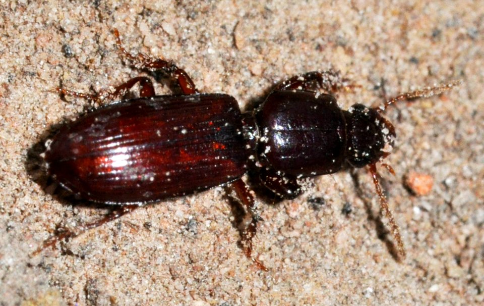 Clivina-collaris-01-fws