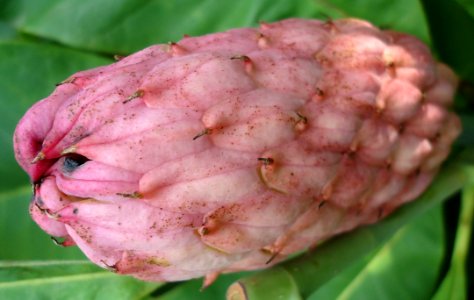 Closed flower in plant in Watchung NJ