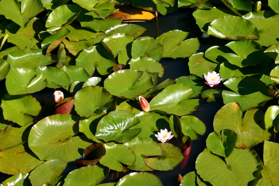 Flora nature botany