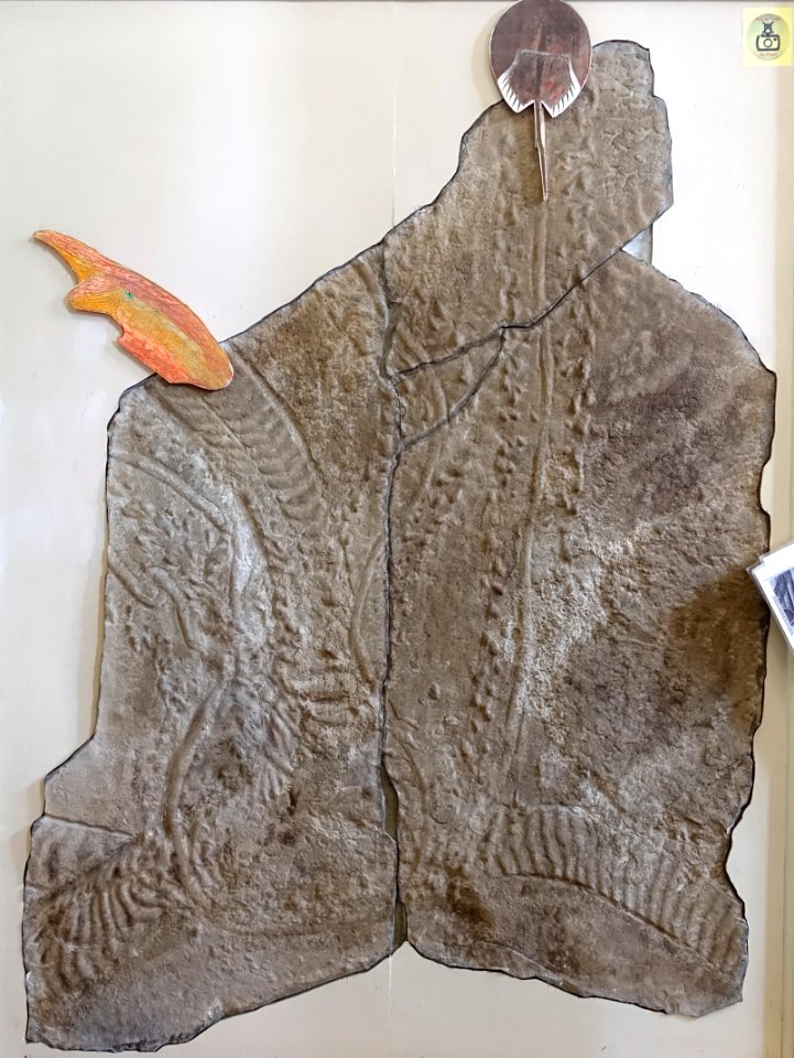 Climactichnites and Protichnites (fossil tracks) - Redpath Museum - McGill University - Montreal, Canada - DSC07834